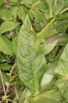 Longsepal beardtongue